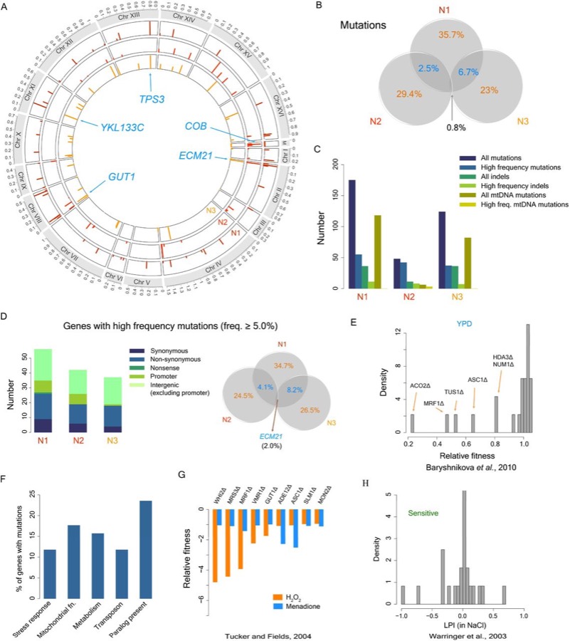 Evolutionary Adaptation — cryptic vs de-novo mutations in yeast