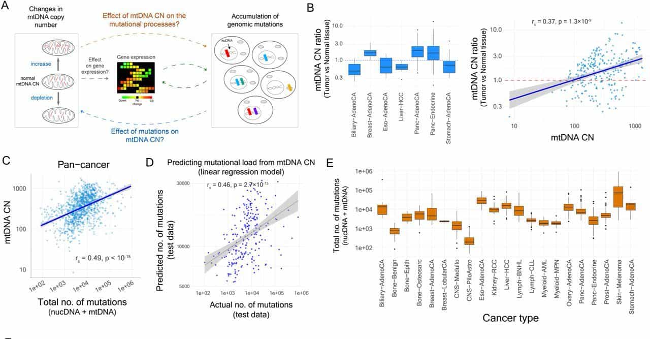 Visualization for the Cancer_mtDNAcn analysis pipeline