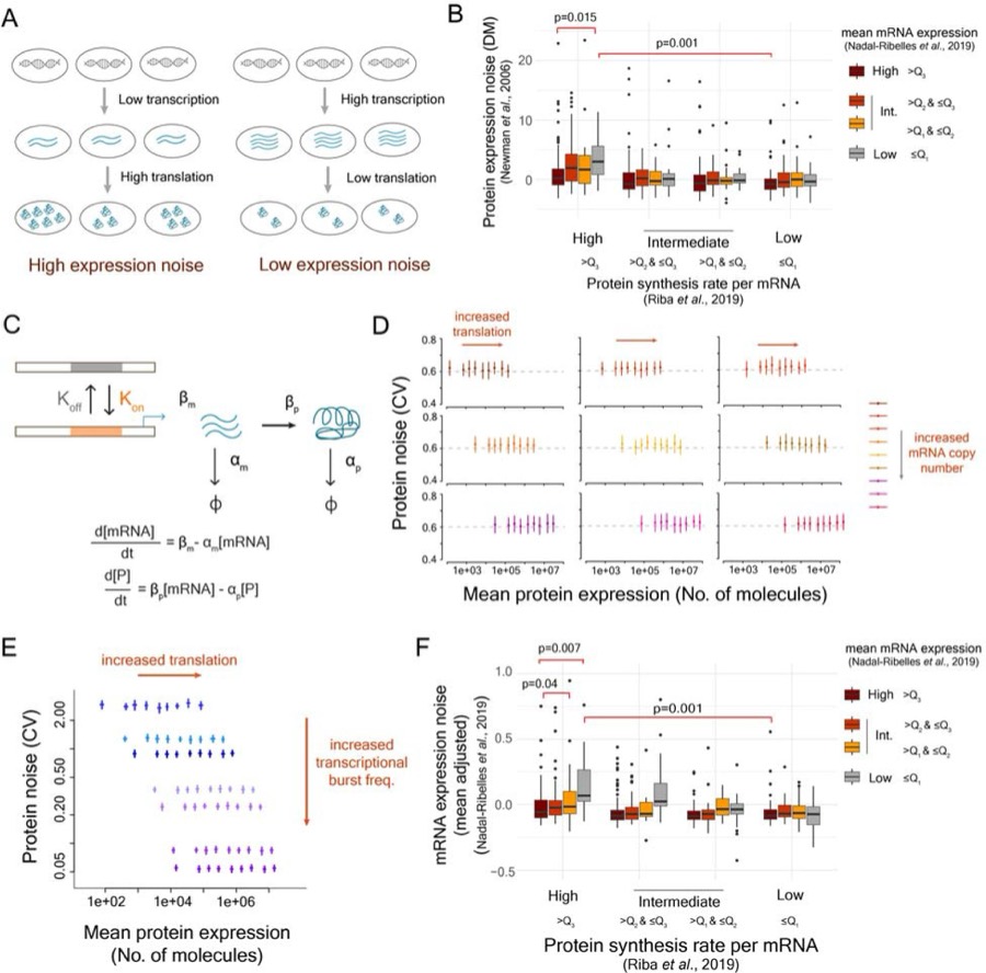Protein Noise Research — ribosome demand links transcriptional bursts to protein noise