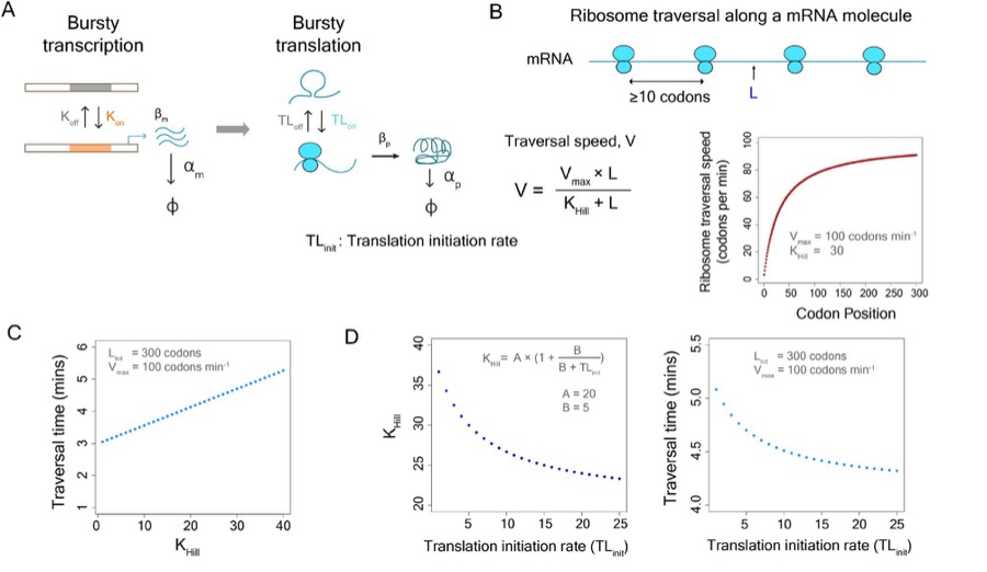 TranslationModNoise analysis tool